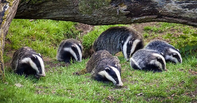 badgers