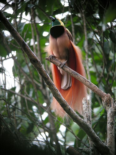 Raggiana_Bird-of-Paradise_wild_5
