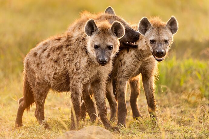 01-hyenas-nationalgeographic_1742911