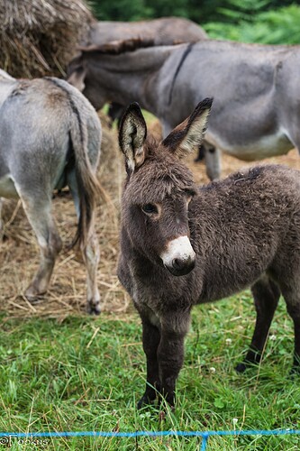 donkey love (6 of 7)