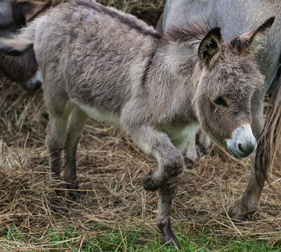 donkey love (5 of 7)
