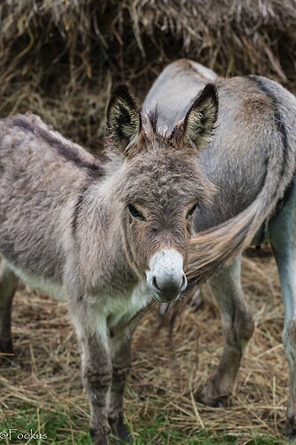 donkey love (3 of 7)