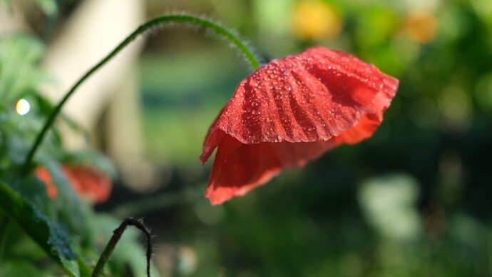 DSCF0474