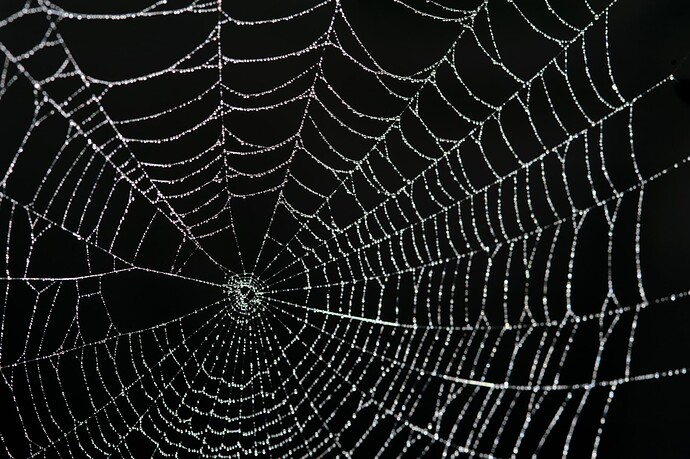 spider_web_droplets-1843169585