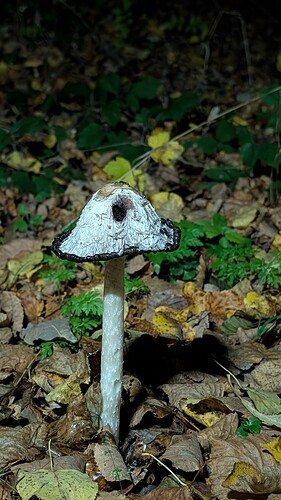 PXL_20241028_164135876