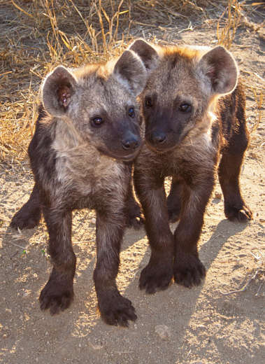 xhyena-baby-sisters.jpg.pagespeed.ic.0g79ChQE52