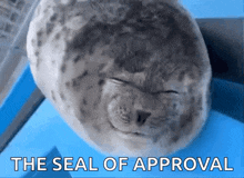 silly-seal-seal