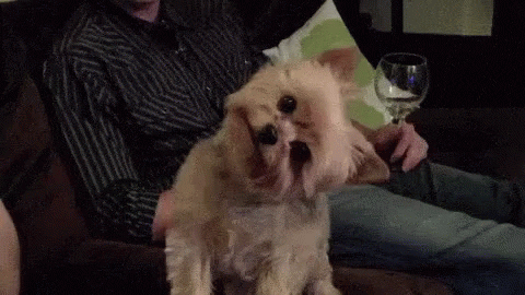 giphy (3)